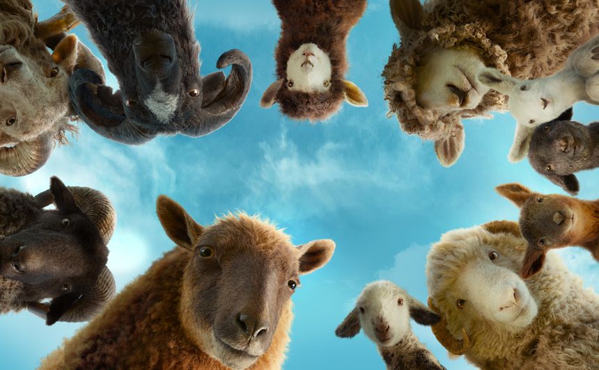 Sheep Detective